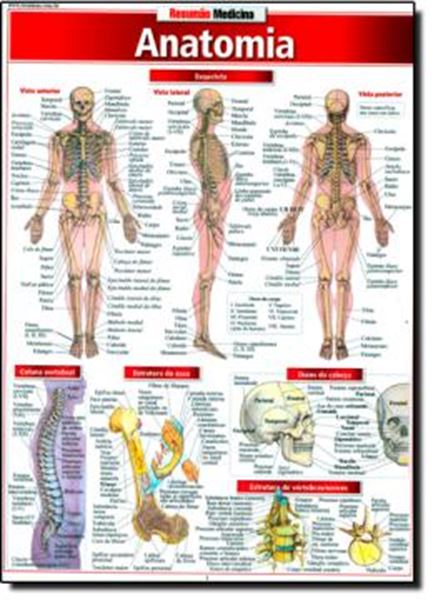 Picture of RESUMAO - ANATOMIA