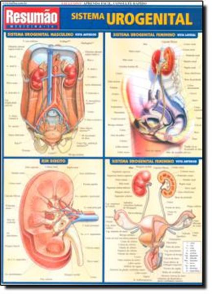 Picture of RESUMAO - SISTEMA UROGENITAL