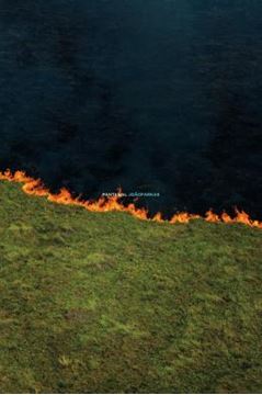 Imagem de PANTANAL